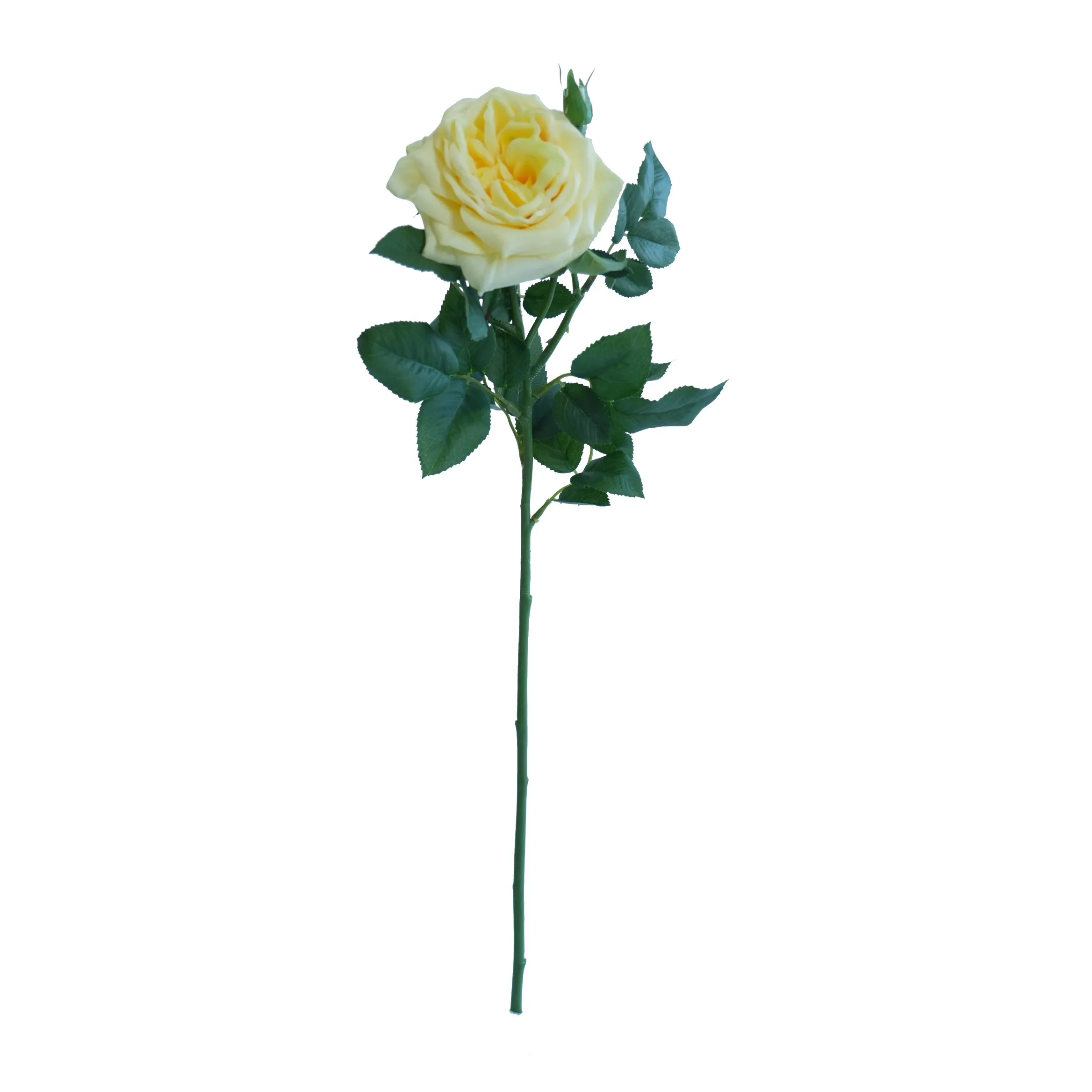 Rose lychue célibataire