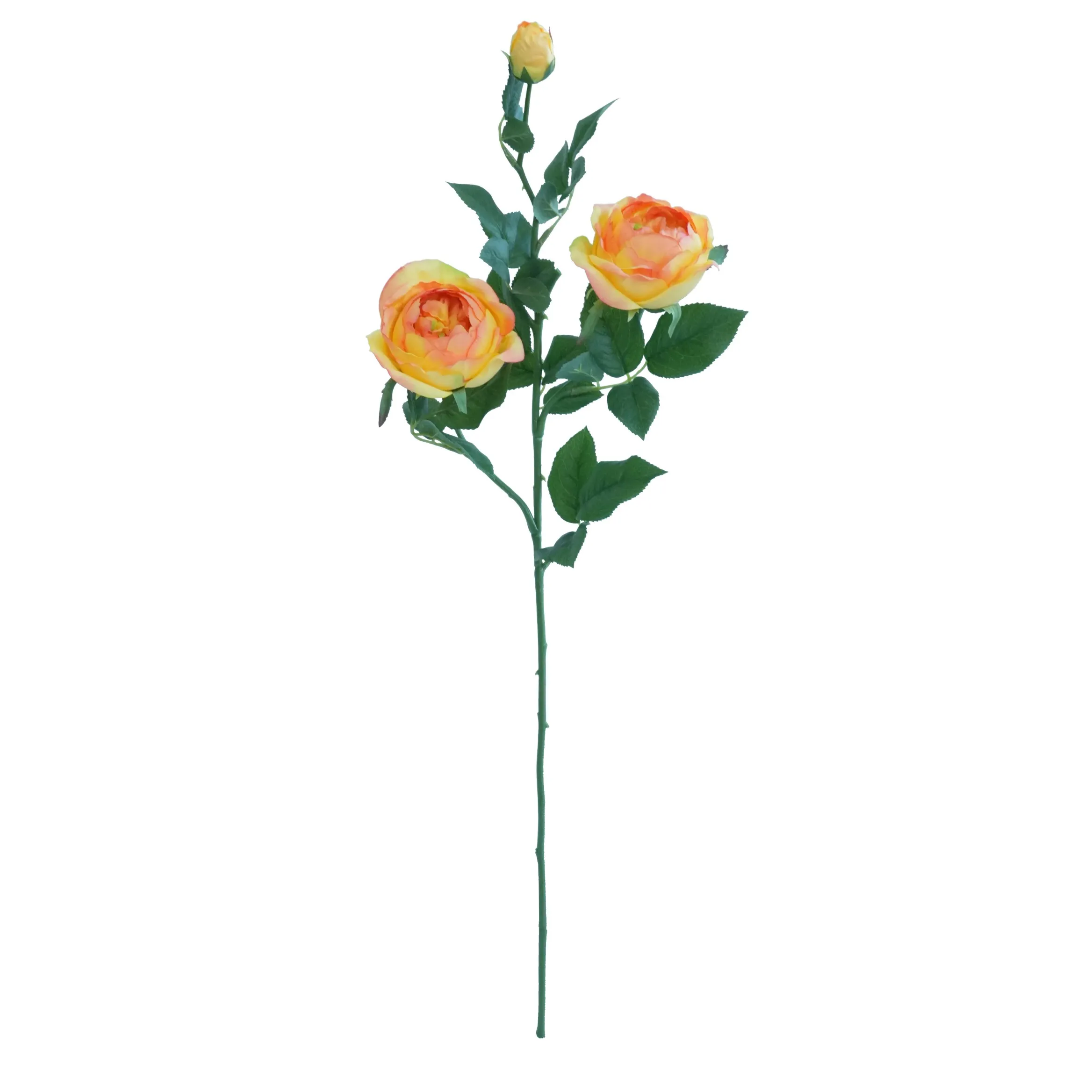 Une seule rose papillon