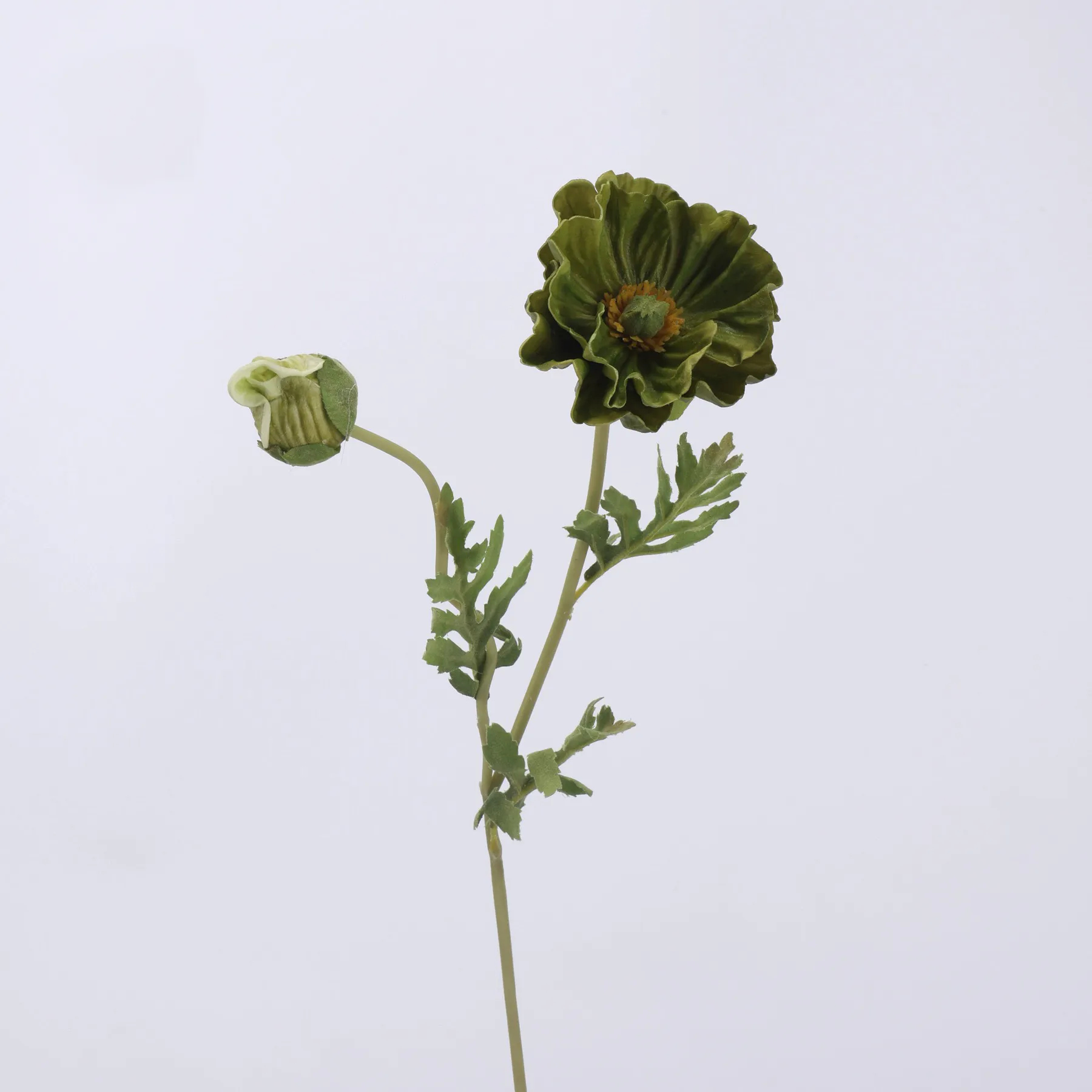 poppy de maïs