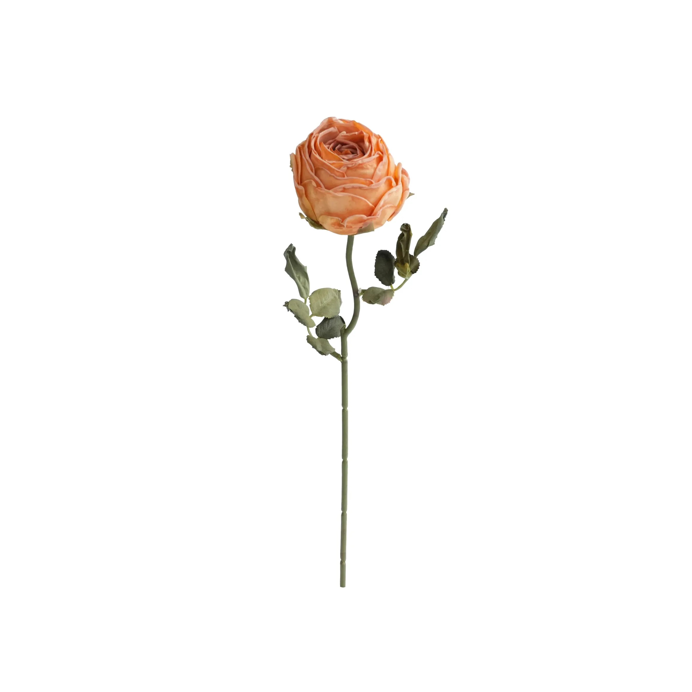 Roses rondes hachées