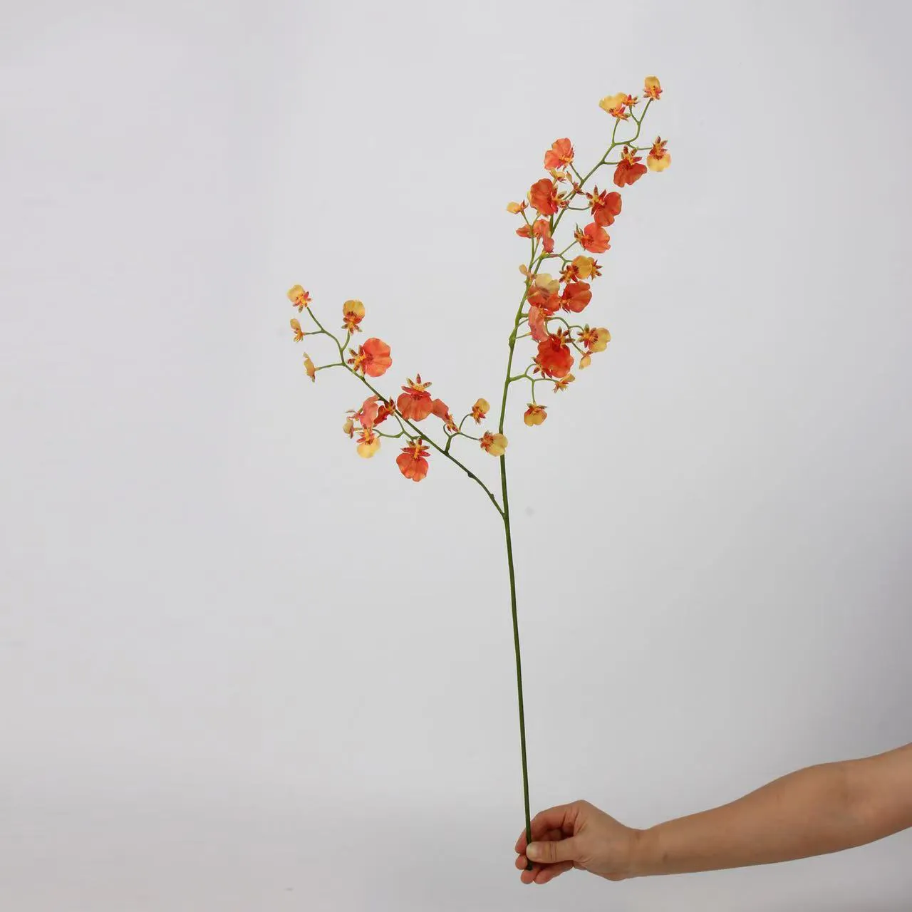 orchidée dansante