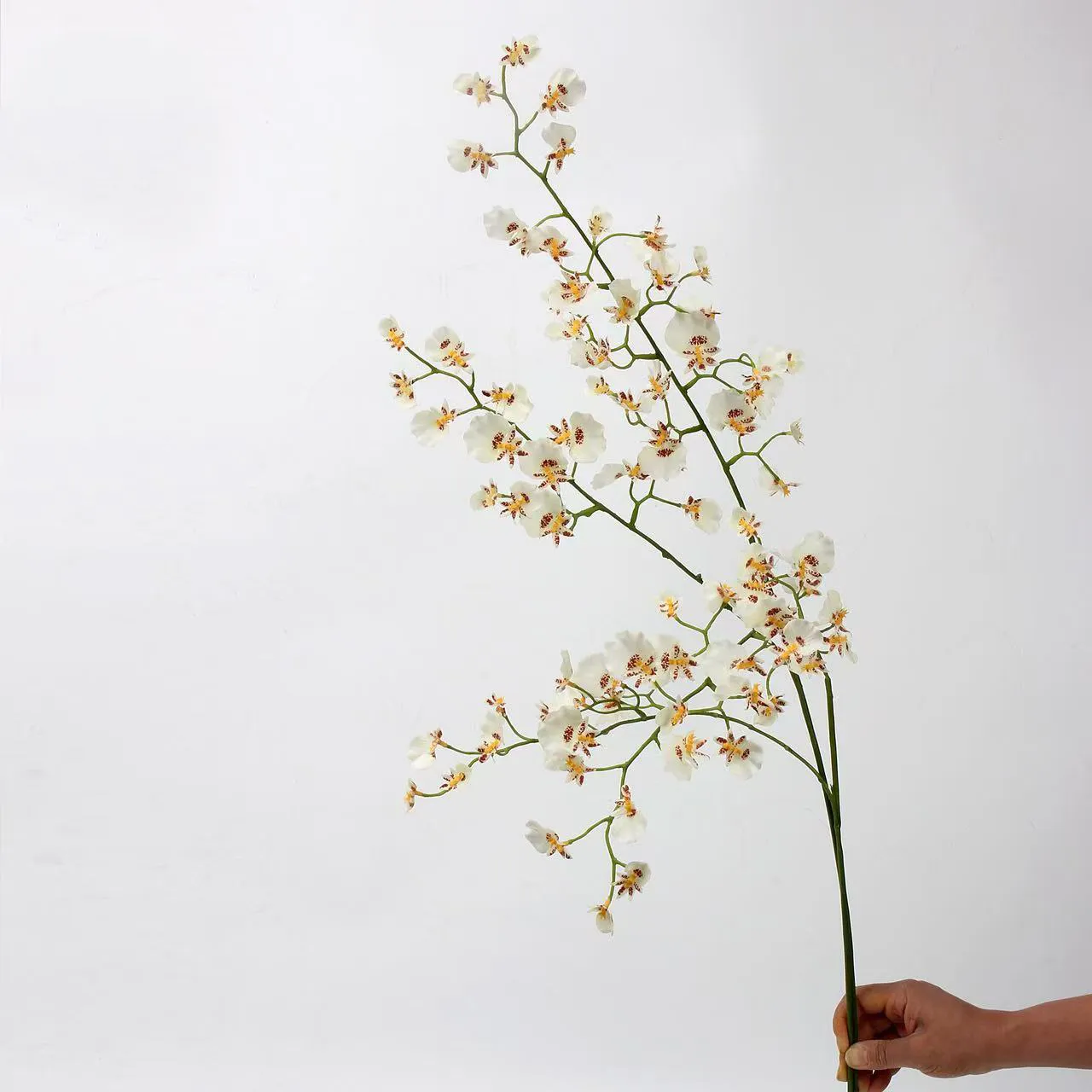 orchidée dansante