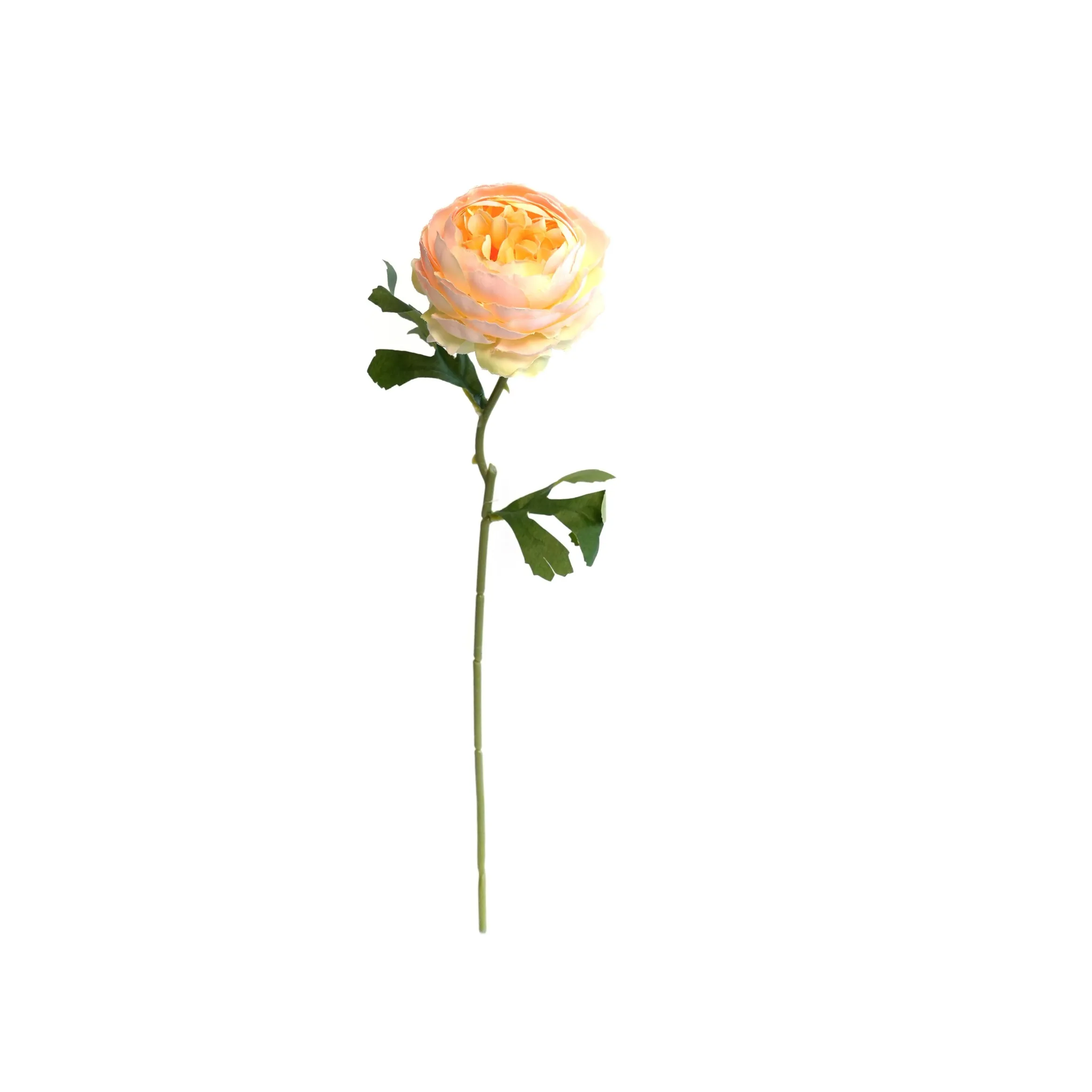 Pivoines mono-tête