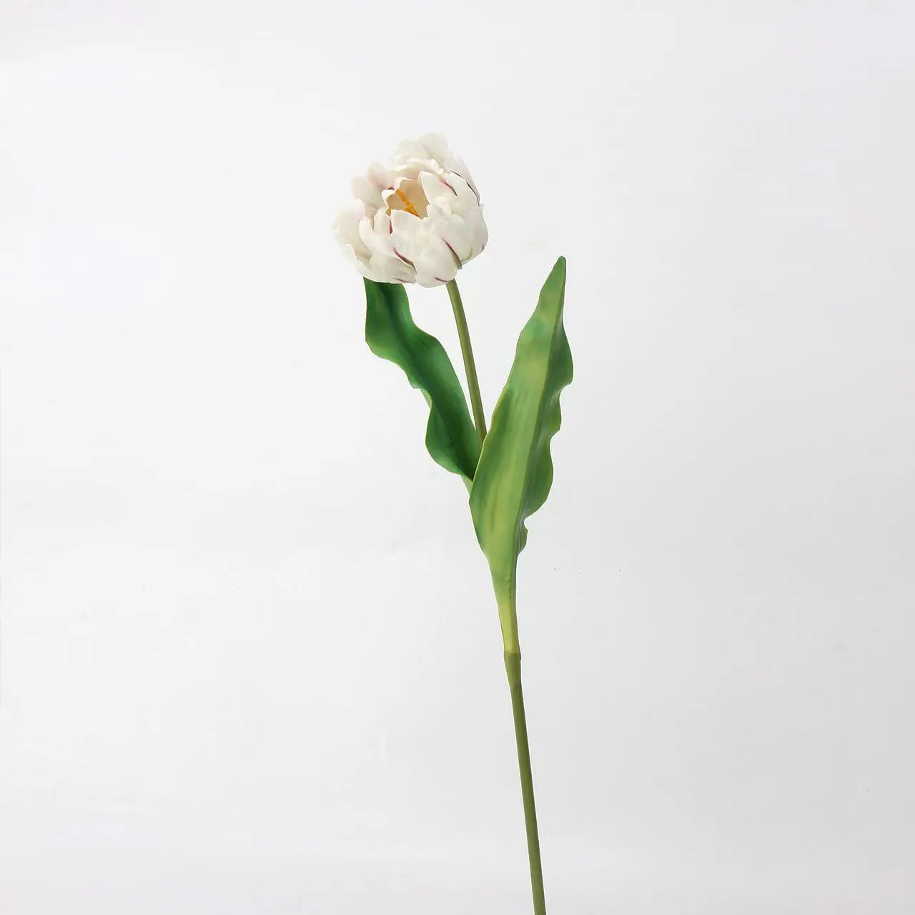 tulip rococo