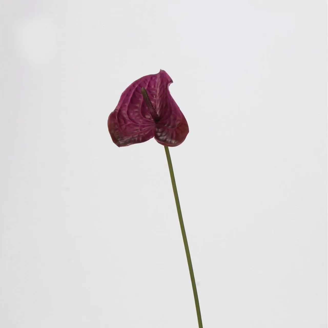 anthurium paume
