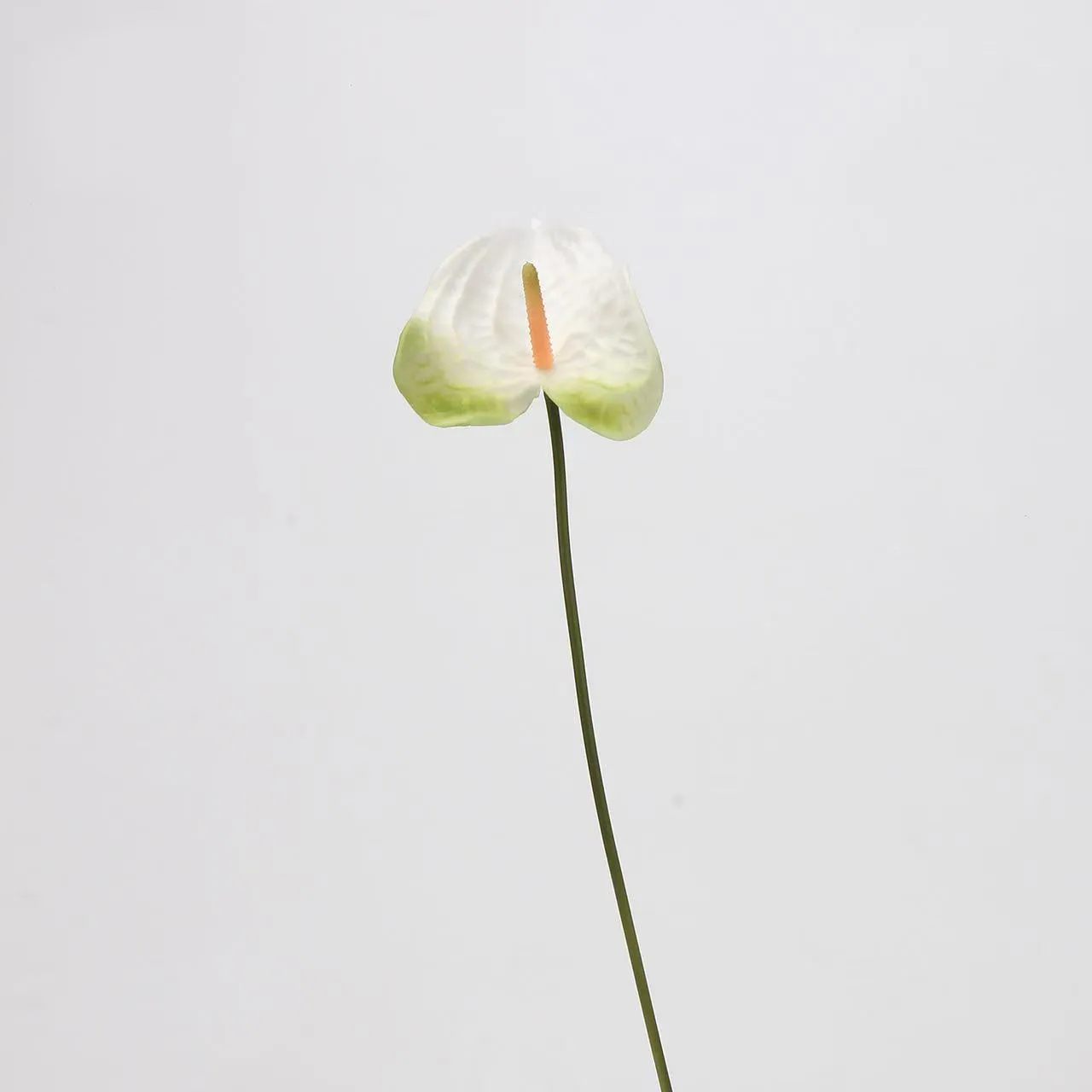 anthurium paume
