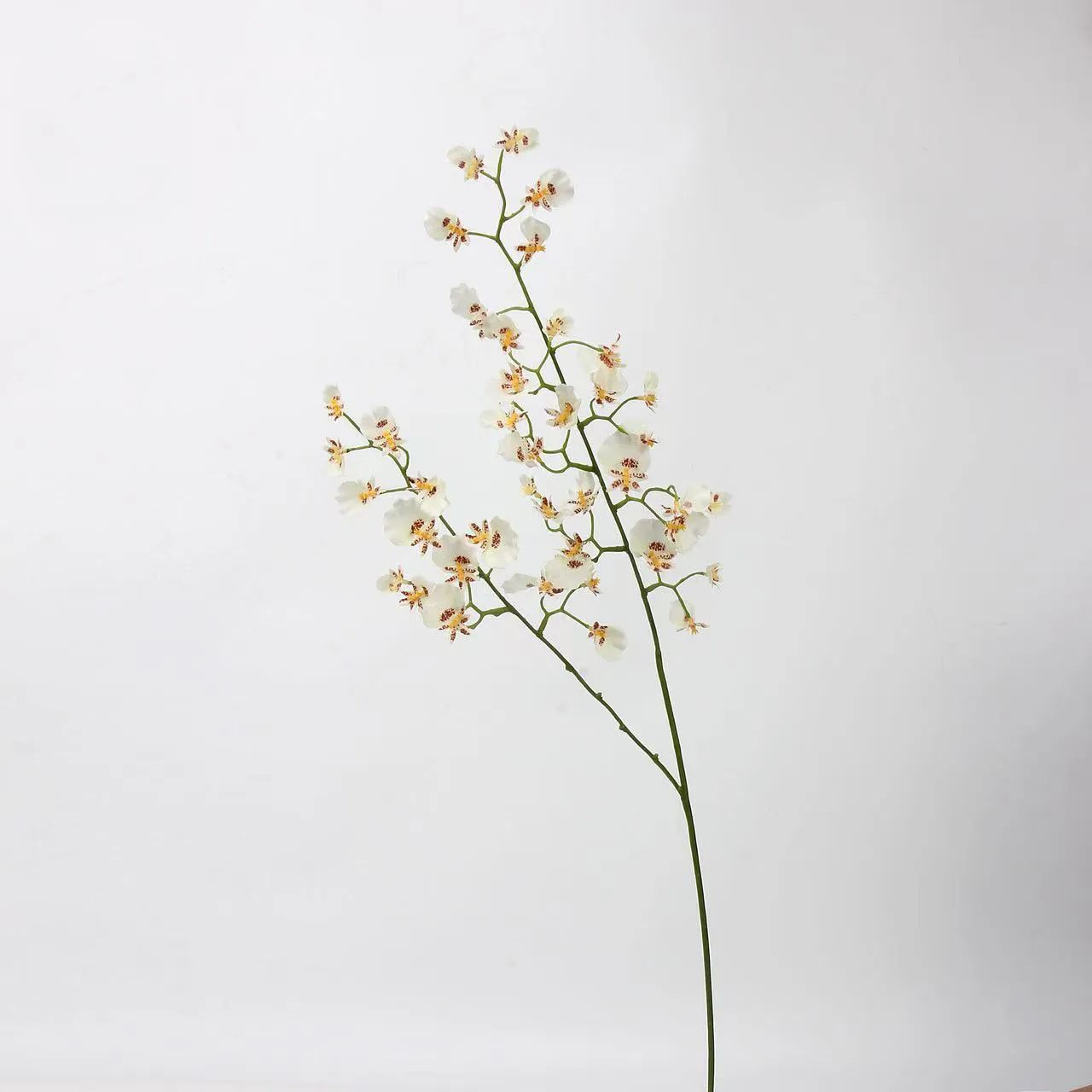 orchidée dansante