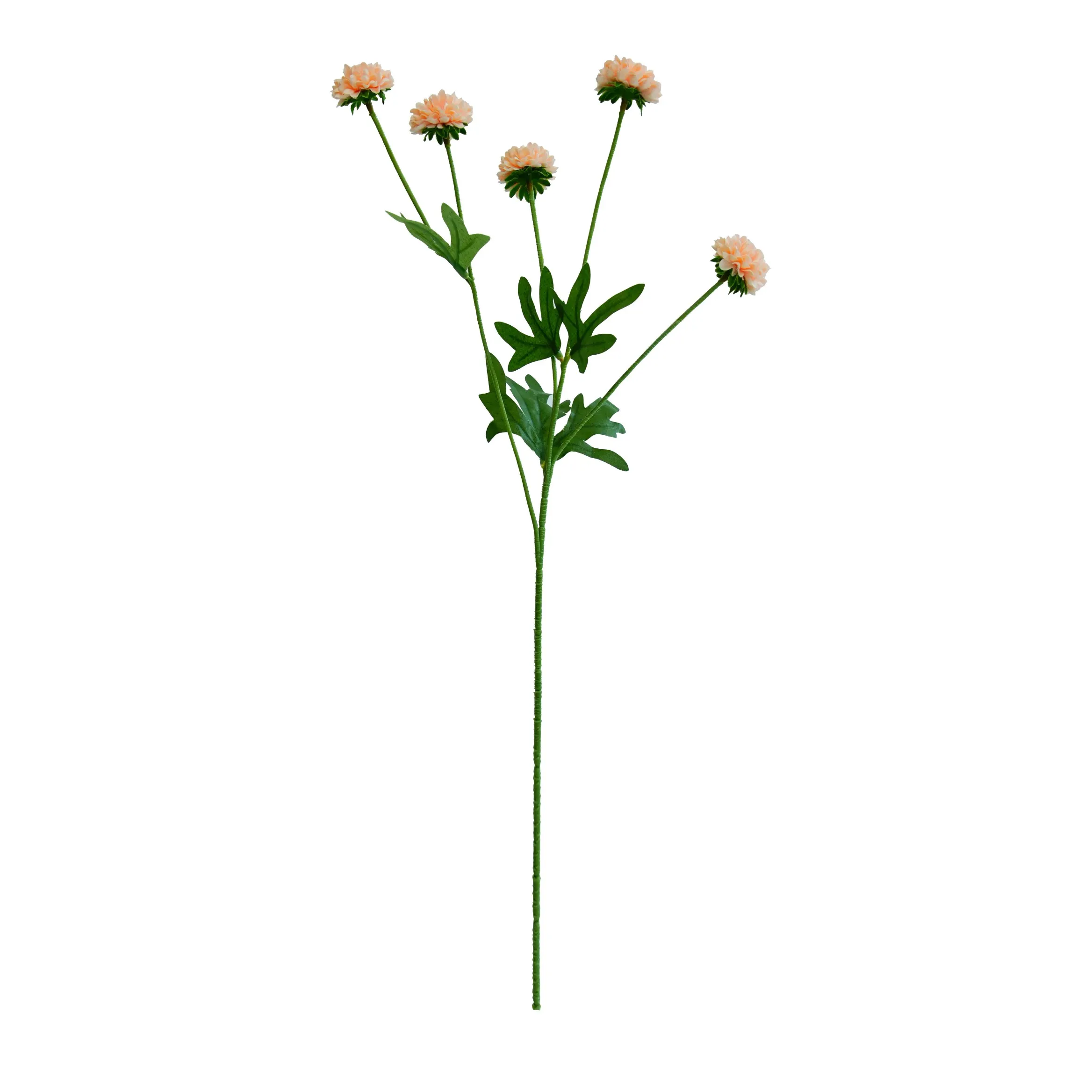 Un seul chrysanthemum