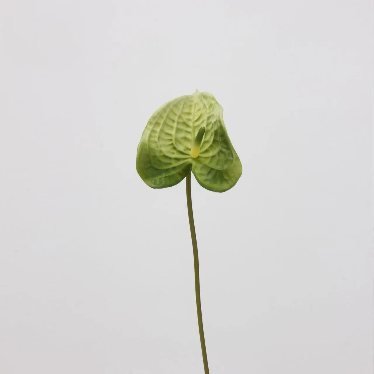 anthurium paume