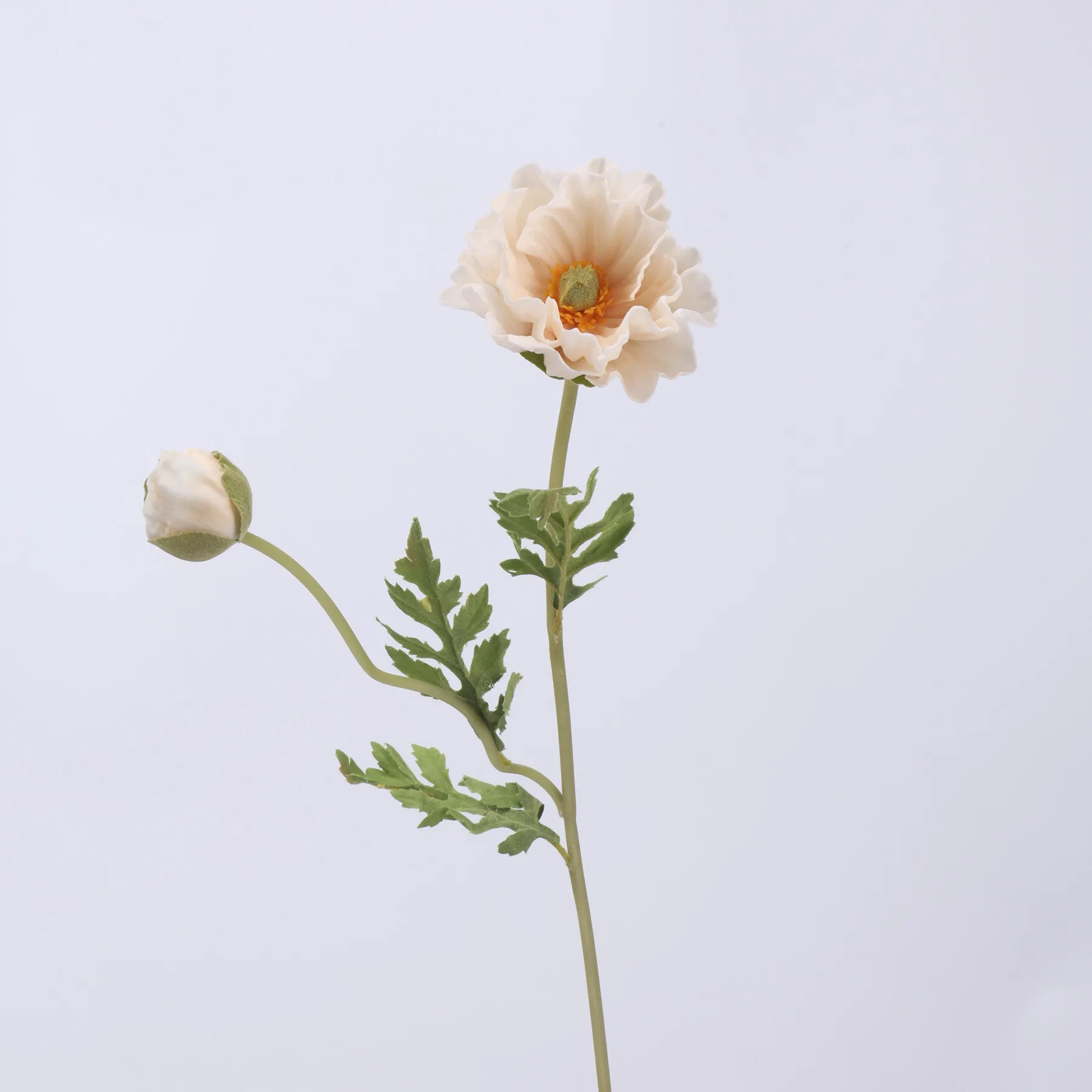 poppy de maïs