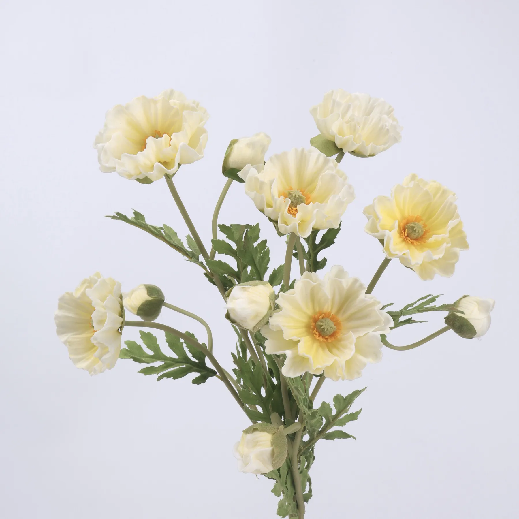 poppy de maïs