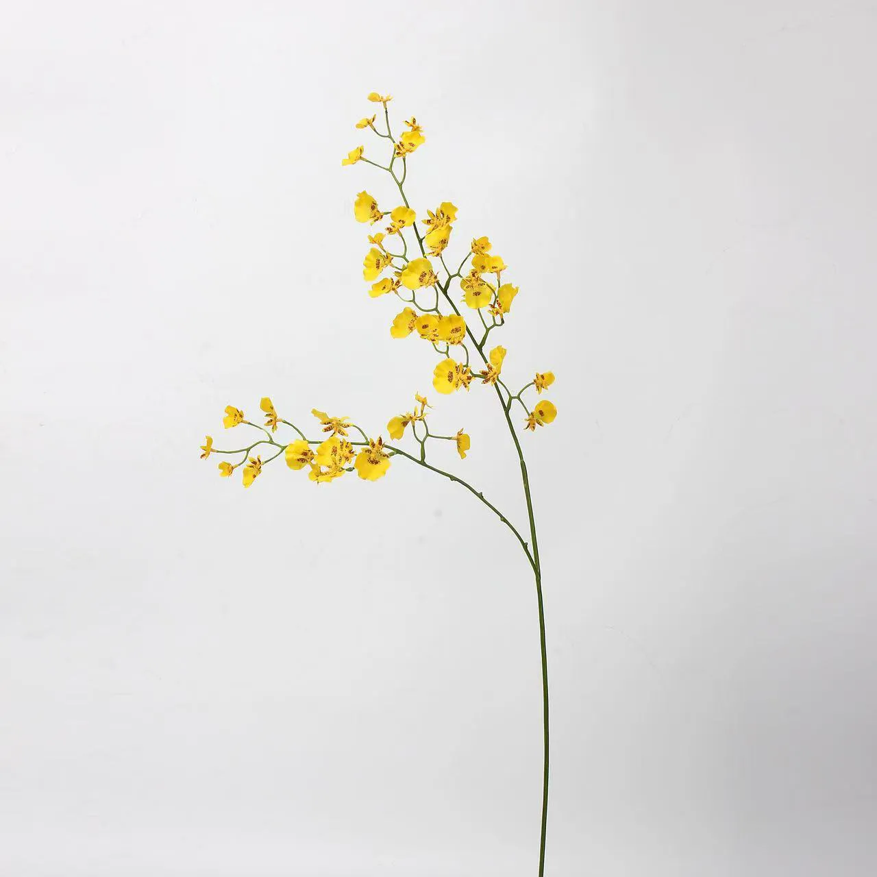orchidée dansante